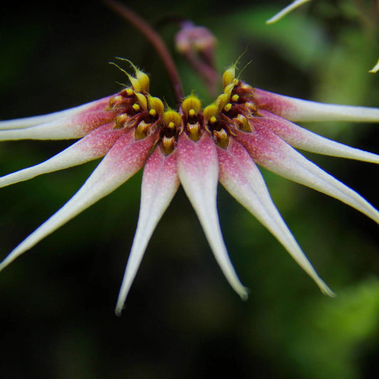 Bulbophyllum cercanthum is a small epiphytic orchid native to Borneo, growing in wet tropical forest, especially in high forests at elevations between 200-800 meters.