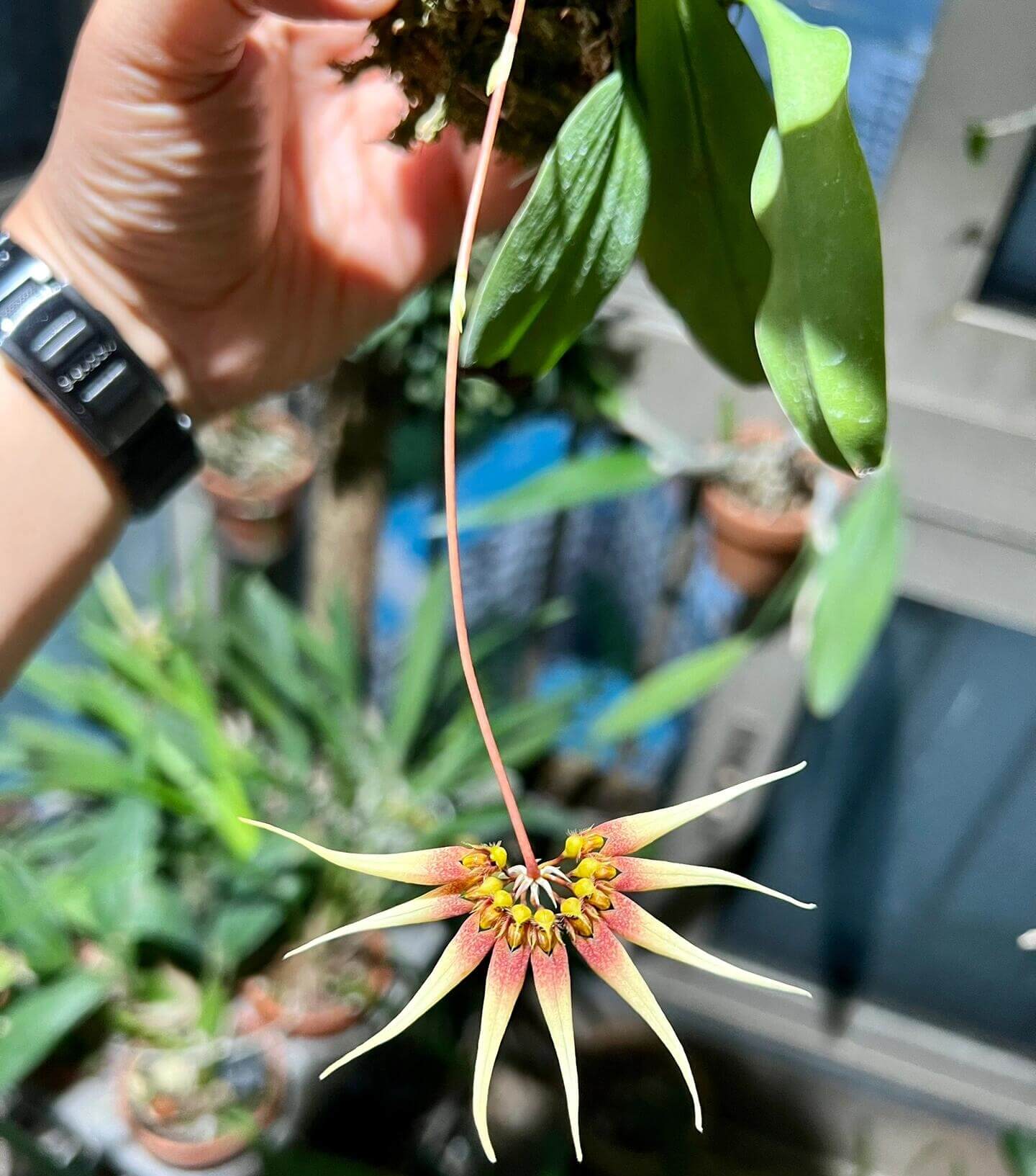 Bulbophyllum cercanthum is a small epiphytic orchid native to Borneo, growing in wet tropical forest, especially in high forests at elevations between 200-800 meters.