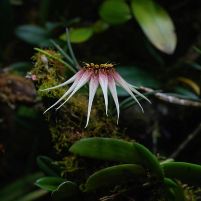 Bulbophyllum cercanthum is a small epiphytic orchid native to Borneo, growing in wet tropical forest, especially in high forests at elevations between 200-800 meters.