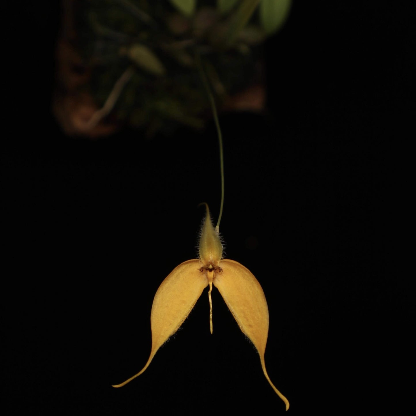 Bulbophyllum championii is a captivating miniature orchid species native to the montane cloud forests of western New Guinea, specifically the Bintuni Regency in Papua Barat Province. This orchid is very small, making it perfect for terrariums where space and humidity can be carefully controlled.