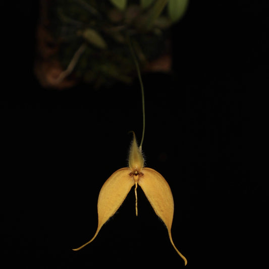 Bulbophyllum championii is a captivating miniature orchid species native to the montane cloud forests of western New Guinea, specifically the Bintuni Regency in Papua Barat Province. This orchid is very small, making it perfect for terrariums where space and humidity can be carefully controlled.