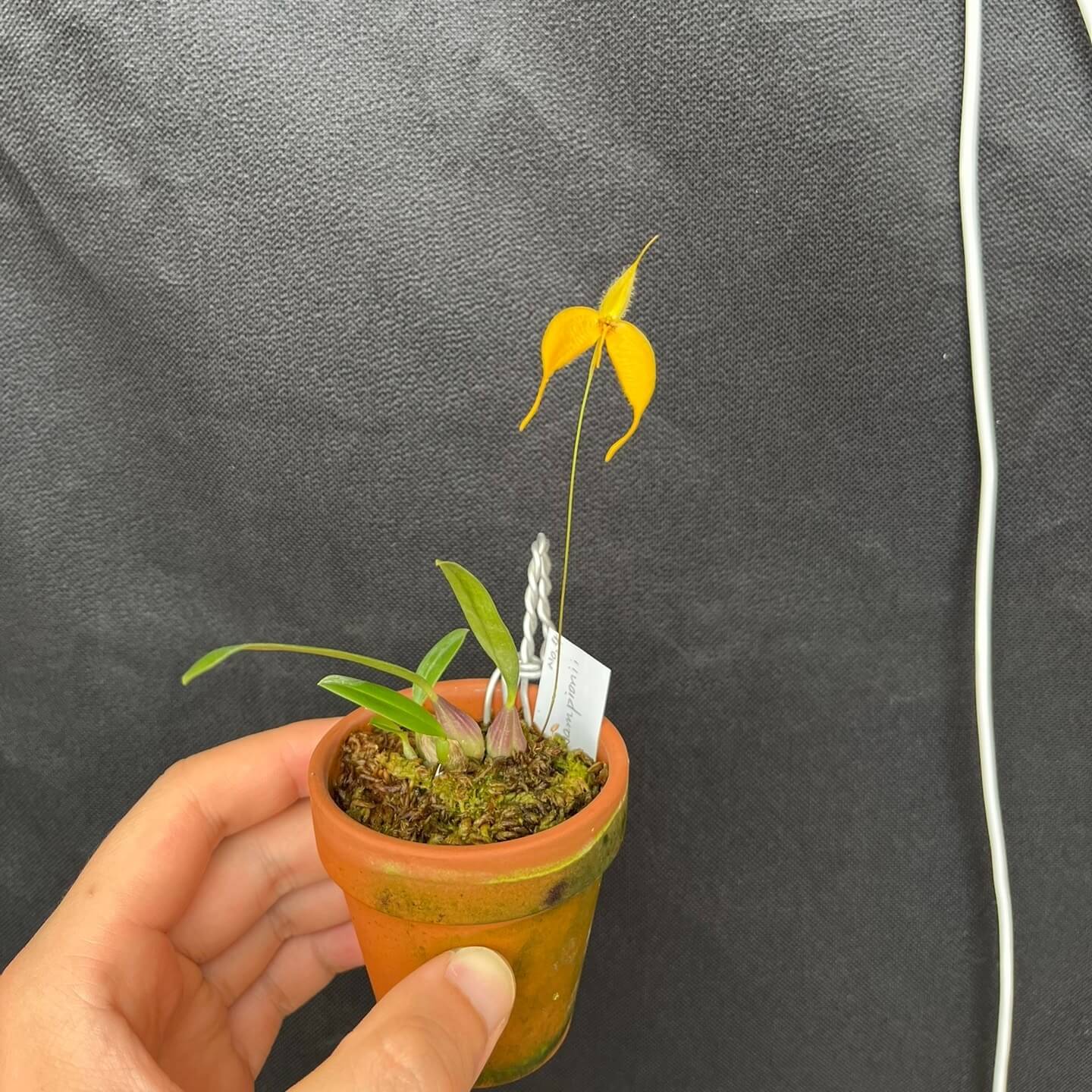 Bulbophyllum championii is a captivating miniature orchid species native to the montane cloud forests of western New Guinea, specifically the Bintuni Regency in Papua Barat Province. This orchid is very small, making it perfect for terrariums where space and humidity can be carefully controlled.