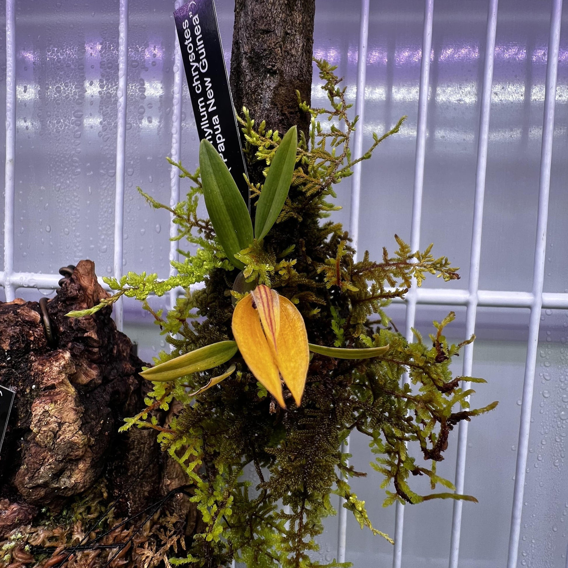 Bulbophyllum chrysotes is a rare and captivating miniature orchid species native to the lowland forests of Papua New Guinea. Endemic to elevations around 250 meters, it thrives in hot, humid conditions, making it a unique addition to specialized orchid collections.