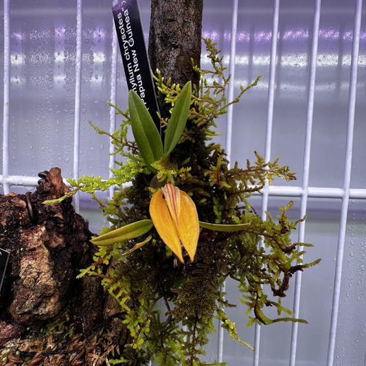 Bulbophyllum chrysotes is a rare and captivating miniature orchid species native to the lowland forests of Papua New Guinea. Endemic to elevations around 250 meters, it thrives in hot, humid conditions, making it a unique addition to specialized orchid collections.