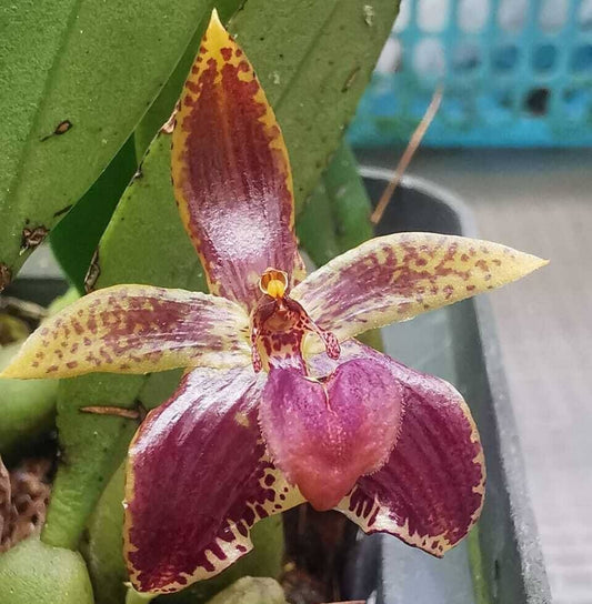 Bulbophyllum cornutum is a small, warm to cool-growing epiphytic orchid native to Borneo, Java, and the Philippines. It thrives in hill and lower montane forests at elevations ranging from 900 to 1700 meters. This species is characterized by its distinct, ovoid pseudobulbs enveloped in long, stiff bristles, and a single apical leaf with an elliptic to ovate shape. It produces a single flower on a basal, erect to patent inflorescence during the summer months.