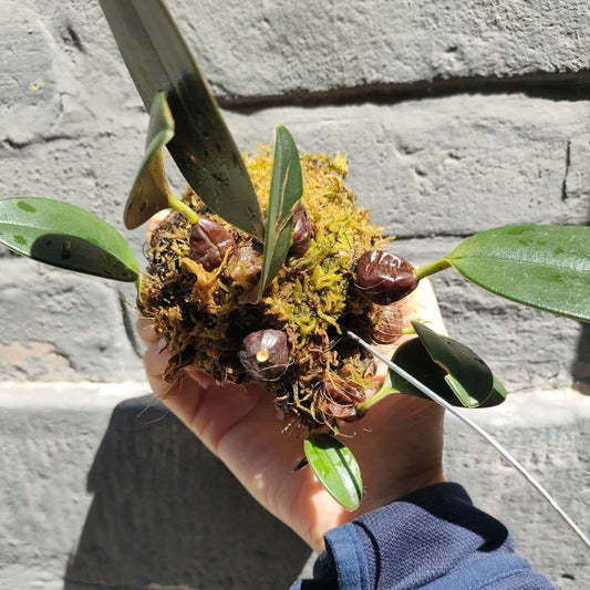 Bulbophyllum dayanum Rchb.f. is an orchid species native to parts of Southeast Asia including India, Myanmar, Cambodia, Vietnam, Thailand, and also southern China (Yunnan & perhaps Malaya). It grows as an epiphyte (on trees) and sometimes as a lithophyte (on rocks), mostly in lowland to lower montane forests (semi-deciduous, deciduous, savanna-like woodlands) from sea level up to about 700-1300 meters elevation.