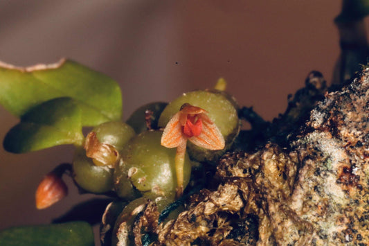 Bulbophyllum didymotropis is a rare and captivating miniature orchid species native to the subtropical highlands of Yunnan, China, and northern Vietnam. It thrives in cool, humid environments at elevations between 1400 and 1600 meters above sea level, making it well-suited for terrariums.