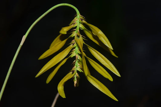 Bulbophyllum dresslerianum is a recently described orchid species native to southern Yunnan, China. Belonging to the Bulbophyllum genus and the Tripudianthes section, it was formally introduced in 2023 by Han and Wang. The species is named in honor of the late Robert Louis Dressler, a renowned authority on orchids.