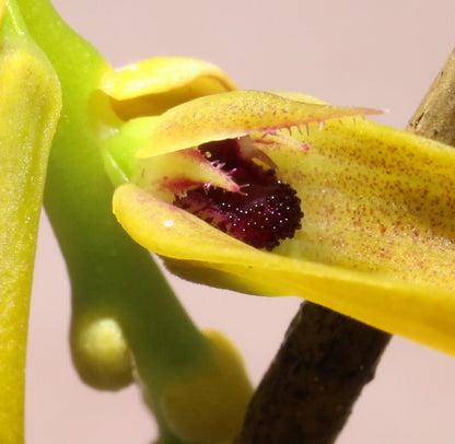 Bulbophyllum dresslerianum is a recently described orchid species native to southern Yunnan, China. Belonging to the Bulbophyllum genus and the Tripudianthes section, it was formally introduced in 2023 by Han and Wang. The species is named in honor of the late Robert Louis Dressler, a renowned authority on orchids.