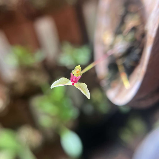 Bulbophyllum drymoda is native to tropical Asia, specifically Myanmar and Thailand, where it grows as an epiphyte in the humid, shaded understory of montane forests at elevations of about 1300–1550 meters, attaching itself to trees rather than rooting in soil.