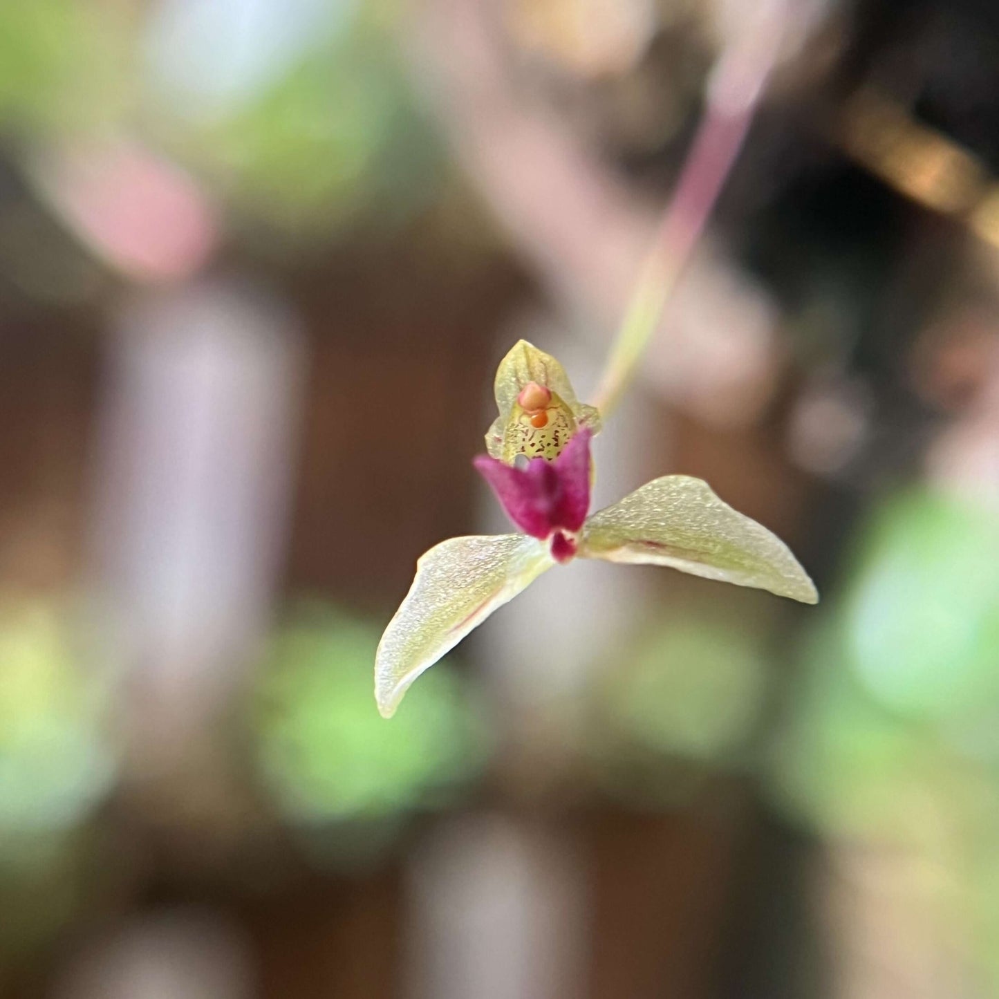 Bulbophyllum drymoda is native to tropical Asia, specifically Myanmar and Thailand, where it grows as an epiphyte in the humid, shaded understory of montane forests at elevations of about 1300–1550 meters, attaching itself to trees rather than rooting in soil.