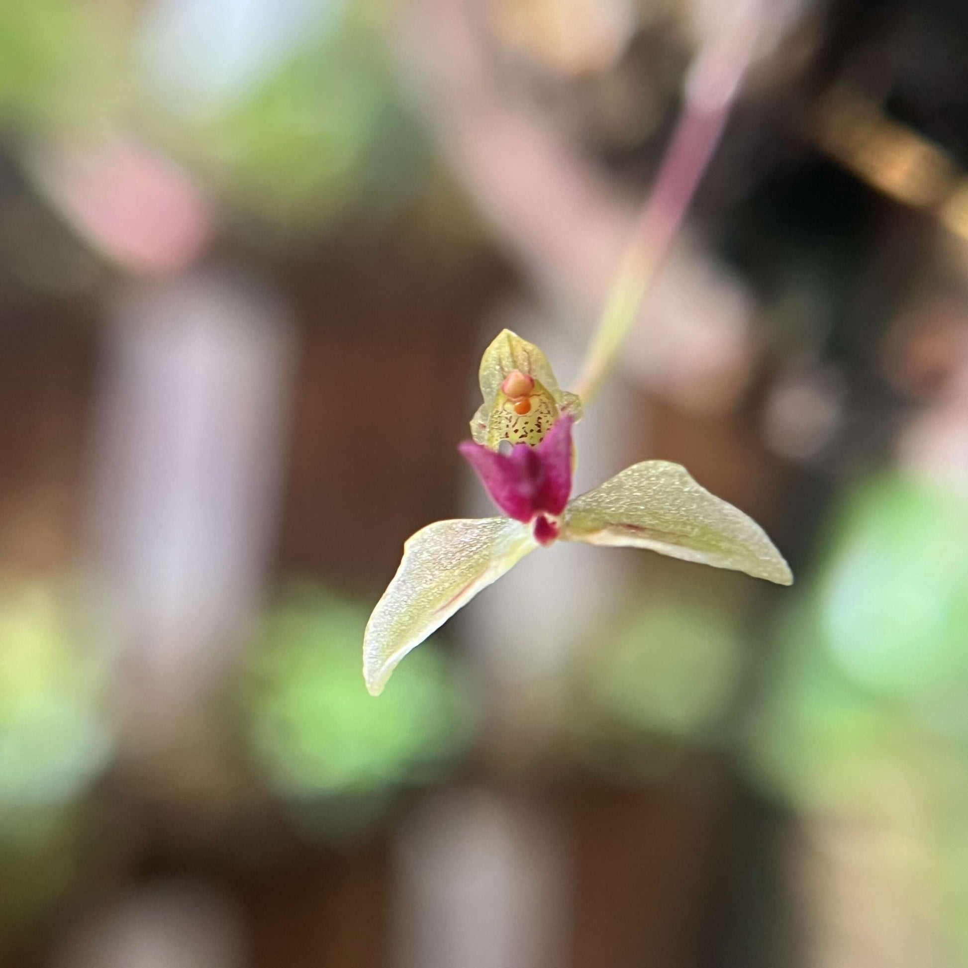 Bulbophyllum drymoda is native to tropical Asia, specifically Myanmar and Thailand, where it grows as an epiphyte in the humid, shaded understory of montane forests at elevations of about 1300–1550 meters, attaching itself to trees rather than rooting in soil.