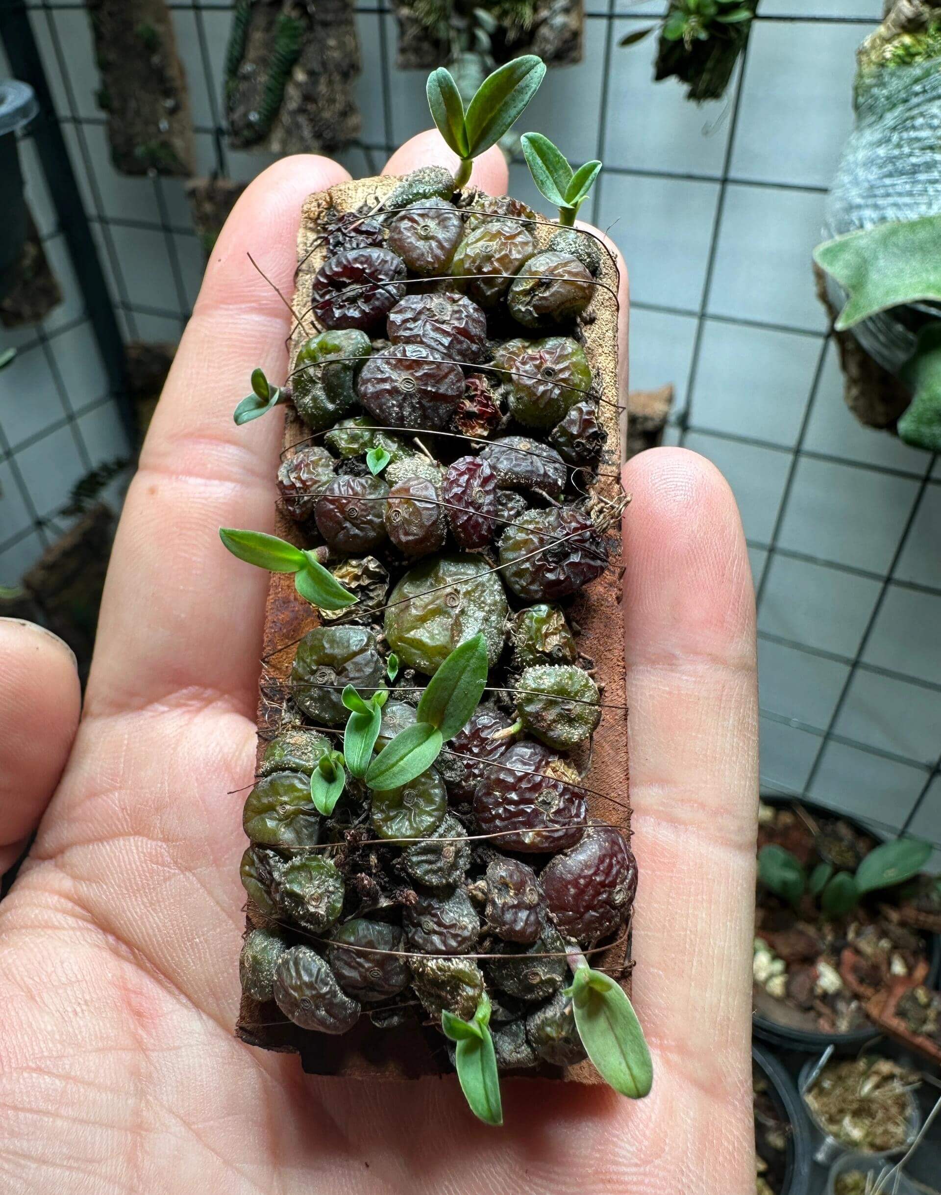 Bulbophyllum drymoda is native to tropical Asia, specifically Myanmar and Thailand, where it grows as an epiphyte in the humid, shaded understory of montane forests at elevations of about 1300–1550 meters, attaching itself to trees rather than rooting in soil.