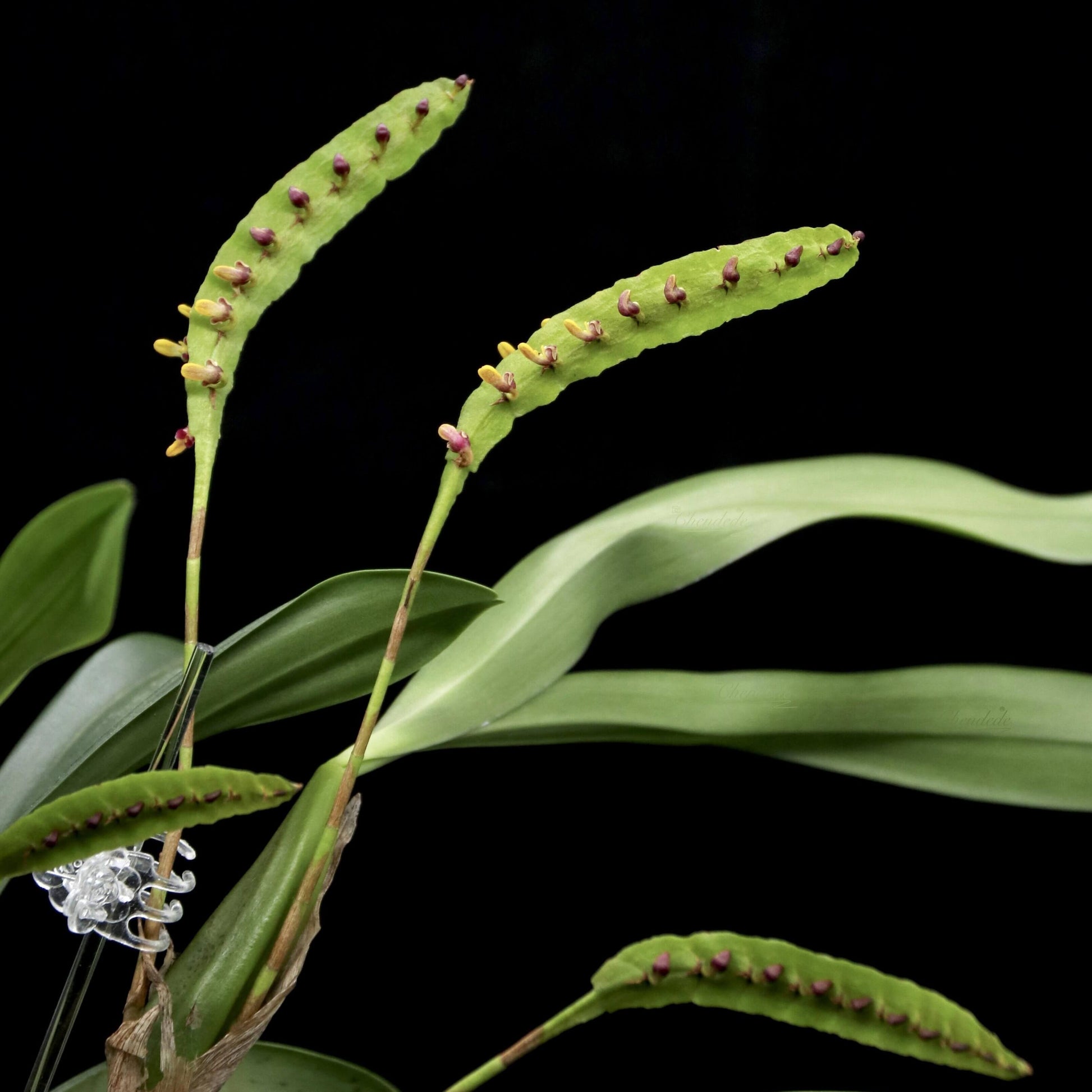 Bulbophyllum falcatum (Lindl.) Rchb.f. is an orchid species native to tropical Western and Central Africa, ranging from Sierra Leone through the Congo to western Uganda. It grows in lowland and submontane (also called sub-montane) forests, generally as an epiphyte (occasionally lithophytic), at altitudes up to about 1800 meters, more commonly between 300-900 meters.