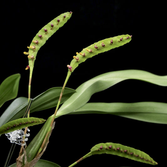 Bulbophyllum falcatum (Lindl.) Rchb.f. is an orchid species native to tropical Western and Central Africa, ranging from Sierra Leone through the Congo to western Uganda. It grows in lowland and submontane (also called sub-montane) forests, generally as an epiphyte (occasionally lithophytic), at altitudes up to about 1800 meters, more commonly between 300-900 meters.