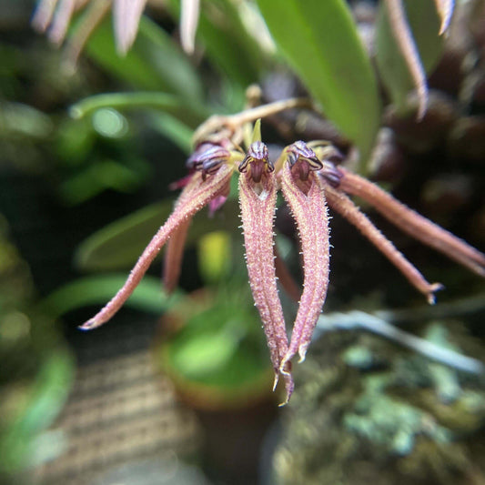 Bulbophyllum farreri is found across Yunnan (China), Vietnam, and Myanmar, where it thrives in broad-leaved forests at elevations around 1,000 meters.