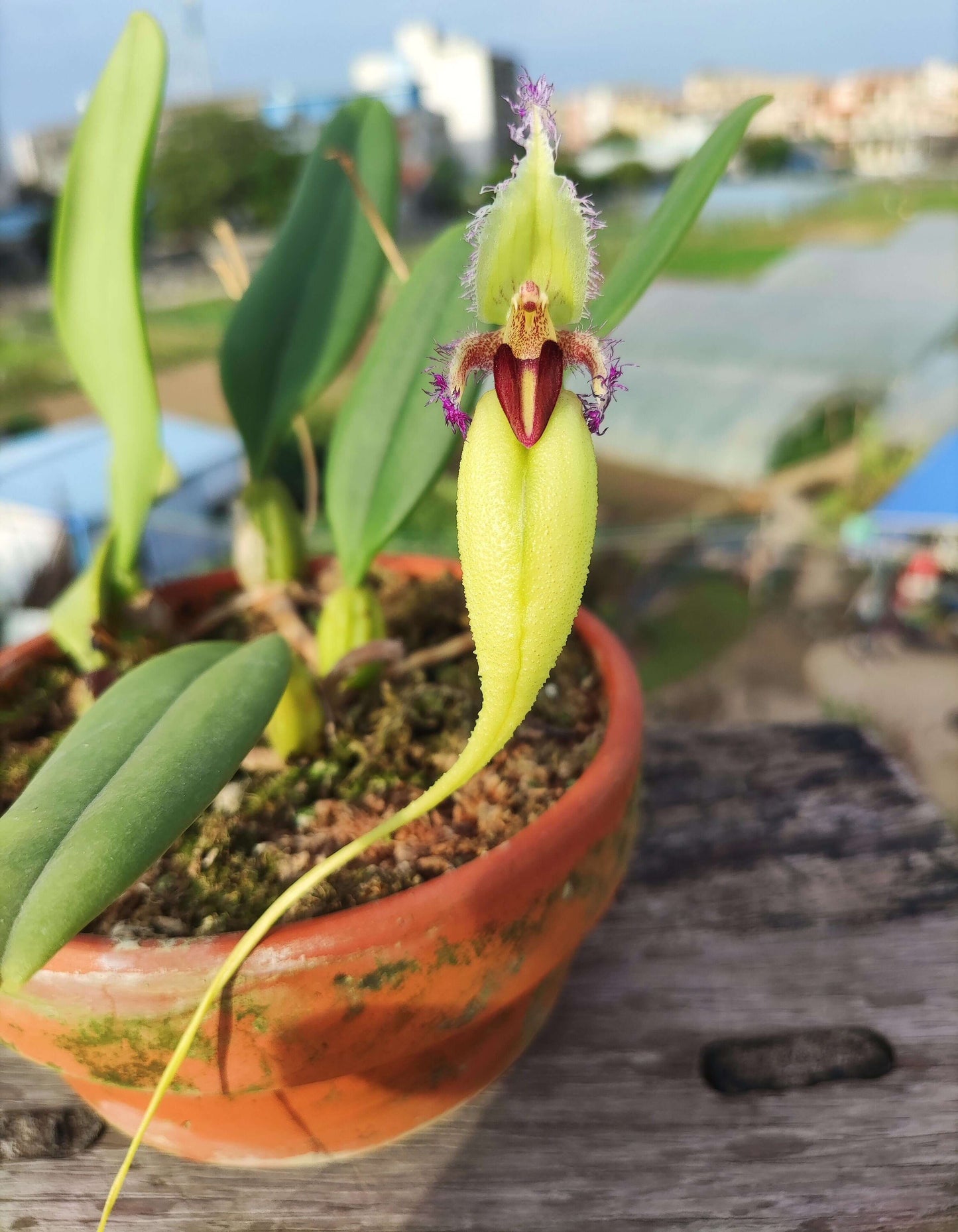 Bulbophyllum fascinator var. semi-alba is a captivating miniature orchid known for its unique floral morphology and vibrant coloration. This variety is a color morph of the species Bulbophyllum fascinator, distinguished by its pale green to nearly white sepals and a contrasting red lip.