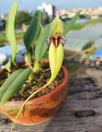 Bulbophyllum fascinator var. semi-alba is a captivating miniature orchid known for its unique floral morphology and vibrant coloration. This variety is a color morph of the species Bulbophyllum fascinator, distinguished by its pale green to nearly white sepals and a contrasting red lip.