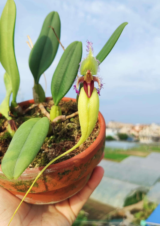 Bulbophyllum fascinator var. semi-alba is a captivating miniature orchid known for its unique floral morphology and vibrant coloration. This variety is a color morph of the species Bulbophyllum fascinator, distinguished by its pale green to nearly white sepals and a contrasting red lip.