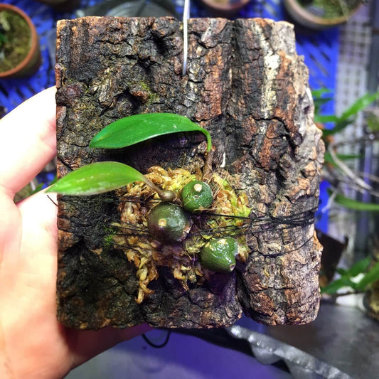 Bulbophyllum fonsflorum is a distinctive miniature orchid species native to the montane forests of Papua New Guinea, found in primary forests at elevations ranging from 1,800 to 2,800 meters, first described by Jaap J. Vermeulen in 1990, and belongs to the section Macrouris within the genus Bulbophyllum.