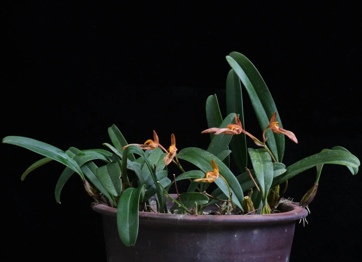 Bulbophyllum funingense Z.H.Tsi & H.C.Chen is a small, warm-growing lithophytic or epiphytic orchid in section Brachyantha. With a native range extending from southeastern Yunnan, China, to northern Vietnam. It is strongly associated with limestone habitats, where it can grow on rocks as well as on tree trunks in karst forests. The plant has a creeping rhizome with widely spaced, ribbed, ovoid pseudobulbs, each bearing a single thick, leathery leaf.