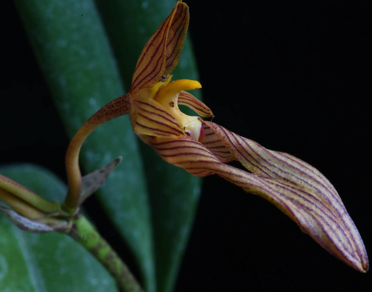 Bulbophyllum funingense Z.H.Tsi & H.C.Chen is a small, warm-growing lithophytic or epiphytic orchid in section Brachyantha. With a native range extending from southeastern Yunnan, China, to northern Vietnam. It is strongly associated with limestone habitats, where it can grow on rocks as well as on tree trunks in karst forests. The plant has a creeping rhizome with widely spaced, ribbed, ovoid pseudobulbs, each bearing a single thick, leathery leaf.