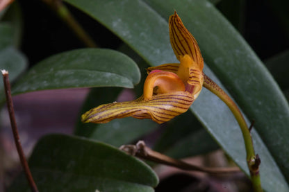 Bulbophyllum funingense Z.H.Tsi & H.C.Chen is a small, warm-growing lithophytic or epiphytic orchid in section Brachyantha. With a native range extending from southeastern Yunnan, China, to northern Vietnam. It is strongly associated with limestone habitats, where it can grow on rocks as well as on tree trunks in karst forests. The plant has a creeping rhizome with widely spaced, ribbed, ovoid pseudobulbs, each bearing a single thick, leathery leaf.