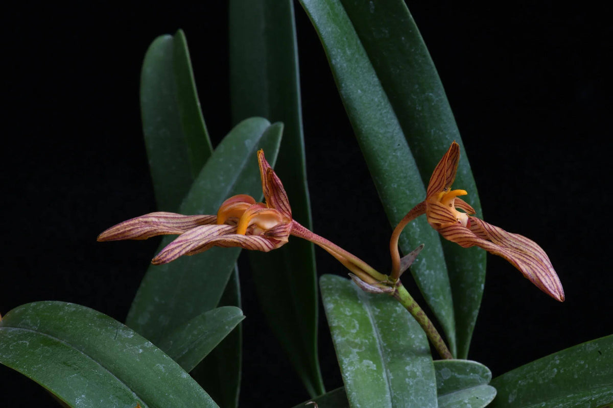 Bulbophyllum funingense Z.H.Tsi & H.C.Chen is a small, warm-growing lithophytic or epiphytic orchid in section Brachyantha. With a native range extending from southeastern Yunnan, China, to northern Vietnam. It is strongly associated with limestone habitats, where it can grow on rocks as well as on tree trunks in karst forests. The plant has a creeping rhizome with widely spaced, ribbed, ovoid pseudobulbs, each bearing a single thick, leathery leaf.