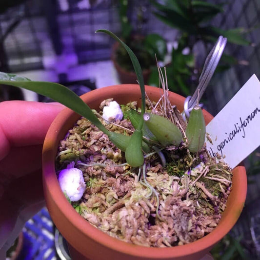 Bulbophyllum geniculiferum is a diminutive epiphytic orchid species endemic to the lowland forests of Papua New Guinea, typically found at elevations between 300 and 500 meters above sea level. This orchid is very small, making it perfect for terrariums where space and humidity can be carefully controlled.