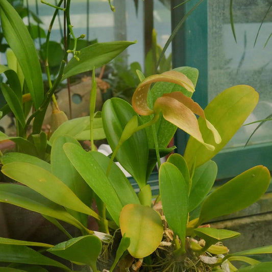 Bulbophyllum grandiflorum is native to Southeast Asia, including Sumatra, Sulawesi, the Moluccas, and New Guinea. It typically grows in primary rainforests at elevations ranging from 100 to 800 meters, often found on the lower trunks of large trees where it thrives in the humid, shaded understory environment.