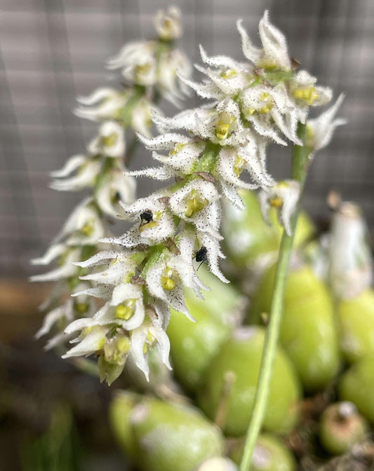 Bulbophyllum hirtum is a fascinating miniature orchid species native to the subtropical montane forests of Southeast Asia. Belonging to the Lemniscata section of the Bulbophyllum genus, it is renowned for its unique floral morphology and adaptability to various growing conditions.