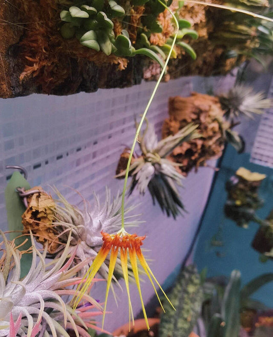 Bulbophyllum hirundinis is a miniature epiphytic orchid native to south-central and southeastern China, Taiwan, and Vietnam. It typically grows on tree trunks in shaded forests at elevations ranging from 500 to 3,000 meters.