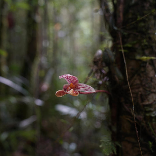 Bulbophyllum hyalosemoides is a rare and visually striking orchid species native to Borneo and Sulawesi, Indonesia. First described in 2011 by J.J. Vermeulen and P. O’Byrne, it belongs to the Bulbophyllum genus, subgenus Sestochilos, and section Hyalosema.
