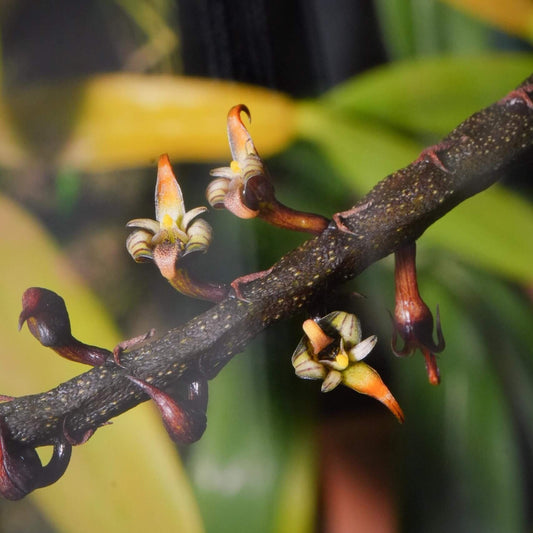 Bulbophyllum imbricatum is native to tropical West and Central Africa (Sierra Leone, Liberia, Ivory Coast, Ghana, Nigeria, Cameroon, Equatorial Guinea, Gabon, Central African Republic, Congo, Zaire). Bulbophyllum imbricatum occurs from sea level up to about 800‑1000 meters elevation, in lowland to lower submontane forests.