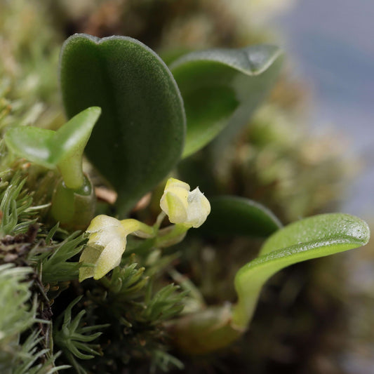 Bulbophyllum inconspicuum is a miniature epiphytic orchid native to temperate regions of East Asia, including Japan (Honshu, Shikoku, Kyushu), the Ryukyu Islands, and South Korea. It thrives in cool to cold climates and is typically found growing on tree trunks in moist, shaded environments, making it well-suited for terrariums that can provide the cool, humid conditions it requires.