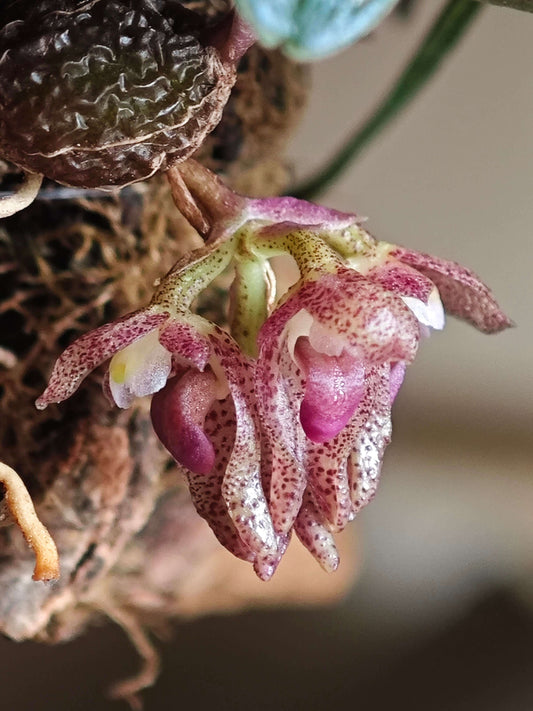 Bulbophyllum jingdongense is a species of orchid belonging to the Cirrhopetalum alliance within the Bulbophyllum genus. It was formally introduced in 2017 and is native to the subtropical regions of southern China and central Laos. This orchid is very small, making it perfect for terrariums where space and humidity can be carefully controlled.
