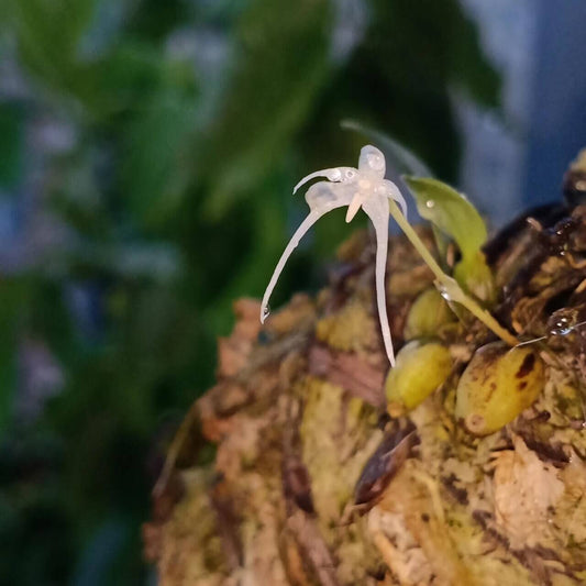 Bulbophyllum kwangtungense is an epiphytic orchid species native to southern China, including provinces such as Fujian, Guangdong, Guangxi, Hubei, Hunan, Jiangxi, Yunnan, and Zhejiang. It thrives in humid, shaded environments at elevations ranging from 800 to 1200 meters above sea level.