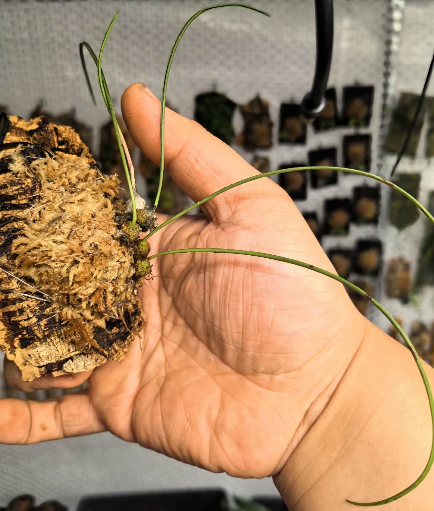 Bulbophyllum leandrianum, described by H. Perrier in 1937, is a small, warm-to-cool growing epiphytic species native to the humid, evergreen montane forests of east-central Madagascar, where it typically occurs at elevations above 900 meters.