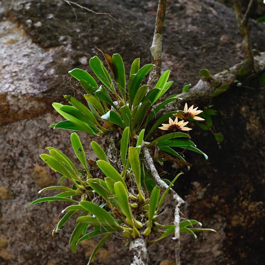 Bulbophyllum lepidum is found in semi-deciduous and evergreen forests across Southeast Asia, including India, Myanmar, Laos, Thailand, peninsular Malaysia, Cambodia, Vietnam, and Indonesia. It thrives at elevations ranging from 300 to 1,100 meters above sea level, often growing on moss-covered rocks and tree bases.