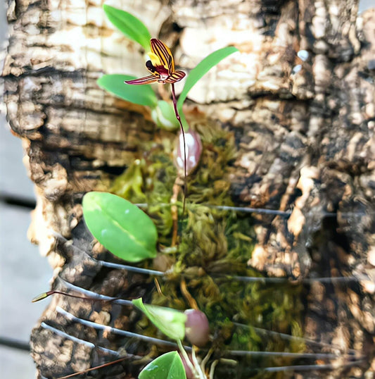 Bulbophyllum leptocaulon is a unique and rare species within the Bulbophyllum genus, known for its slender stems and small, delicate flowers. Native to the tropical rainforests of Luzon in the Philippines, this epiphytic orchid thrives in humid, shaded environments, making it particularly well-suited for terrariums.