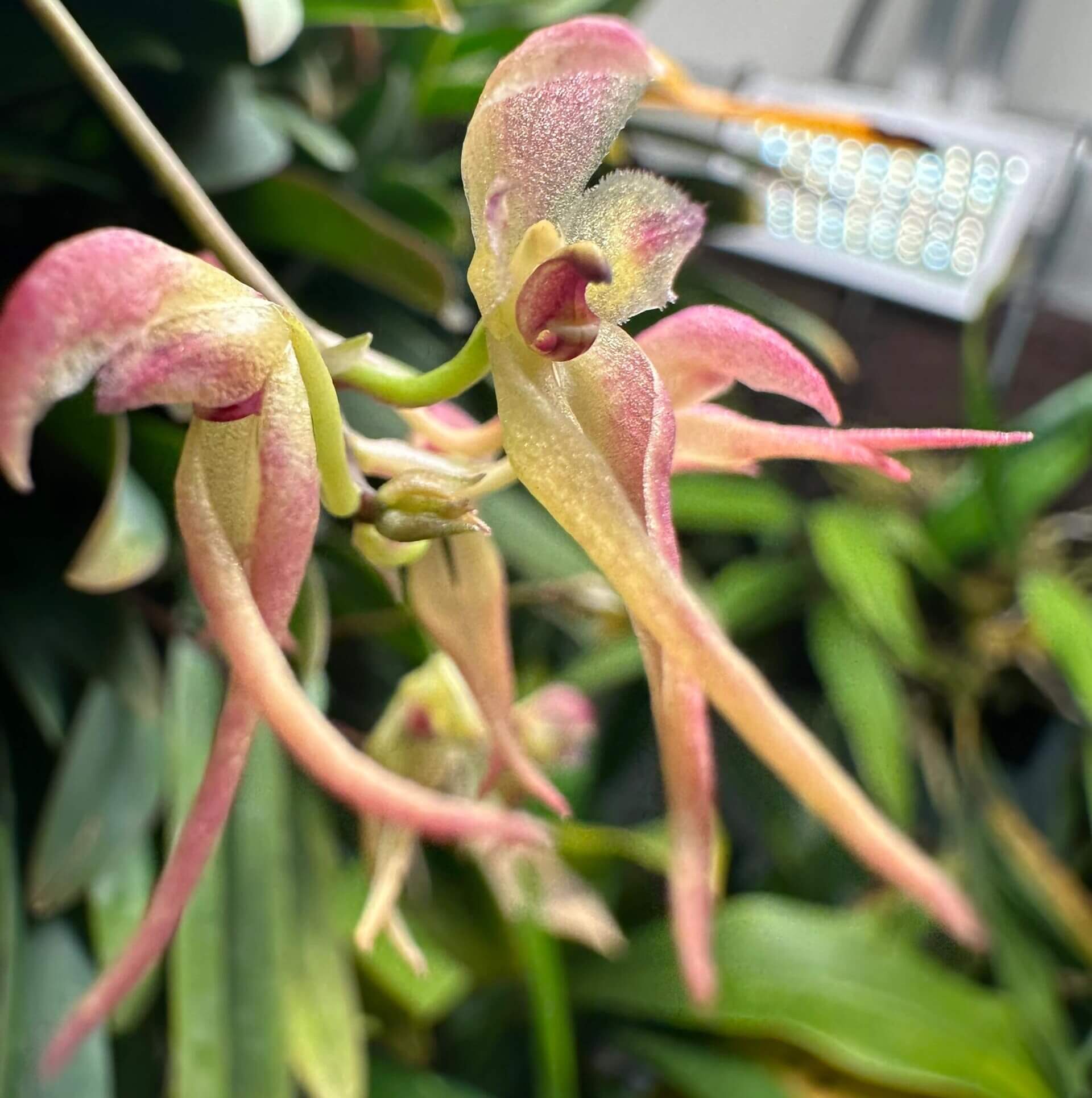 Bulbophyllum levinei (syn. scabratum) is a miniature epiphytic orchid that typically grows on mossy rocks or tree trunks in forested areas. Its natural range includes southern China (e.g., Hong Kong, Fujian, Guangdong, Guangxi, Hunan, Jiangxi, Yunnan, Zhejiang), Taiwan, and parts of Southeast Asia, including Vietnam, Laos, Thailand, India, Nepal, Bhutan, Sikkim, and Bangladesh. It is usually found at elevations of approximately 900 to 2,000 meters.