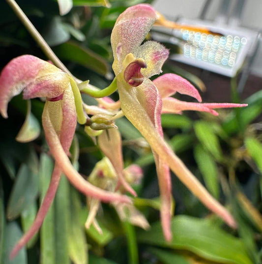 Bulbophyllum levinei (syn. scabratum) is a miniature epiphytic orchid that typically grows on mossy rocks or tree trunks in forested areas. Its natural range includes southern China (e.g., Hong Kong, Fujian, Guangdong, Guangxi, Hunan, Jiangxi, Yunnan, Zhejiang), Taiwan, and parts of Southeast Asia, including Vietnam, Laos, Thailand, India, Nepal, Bhutan, Sikkim, and Bangladesh. It is usually found at elevations of approximately 900 to 2,000 meters.
