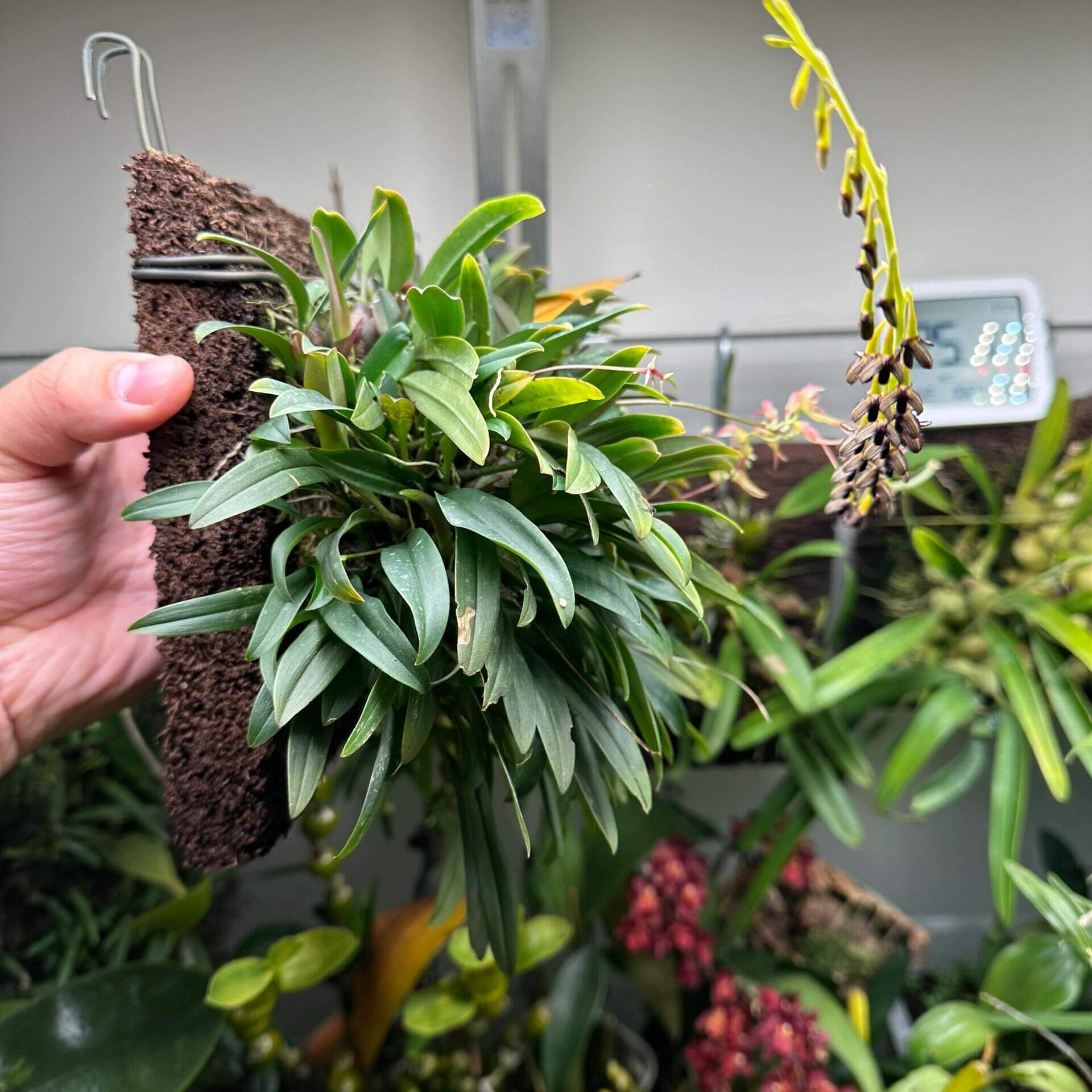 Bulbophyllum levinei (syn. scabratum) is a miniature epiphytic orchid that typically grows on mossy rocks or tree trunks in forested areas. Its natural range includes southern China (e.g., Hong Kong, Fujian, Guangdong, Guangxi, Hunan, Jiangxi, Yunnan, Zhejiang), Taiwan, and parts of Southeast Asia, including Vietnam, Laos, Thailand, India, Nepal, Bhutan, Sikkim, and Bangladesh. It is usually found at elevations of approximately 900 to 2,000 meters.