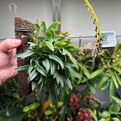 Bulbophyllum levinei (syn. scabratum) is a miniature epiphytic orchid that typically grows on mossy rocks or tree trunks in forested areas. Its natural range includes southern China (e.g., Hong Kong, Fujian, Guangdong, Guangxi, Hunan, Jiangxi, Yunnan, Zhejiang), Taiwan, and parts of Southeast Asia, including Vietnam, Laos, Thailand, India, Nepal, Bhutan, Sikkim, and Bangladesh. It is usually found at elevations of approximately 900 to 2,000 meters.
