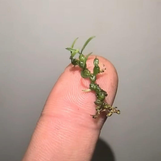 Bulbophyllum lichenophylax Schltr. is an orchid species found exclusively in Madagascar, usually at elevations between 800 and 2000 meters. Like others in its section, this species exhibits creeping rhizomes with tubular sheaths and small, often flattened pseudobulbs bearing one or two soft, elliptic leaves.