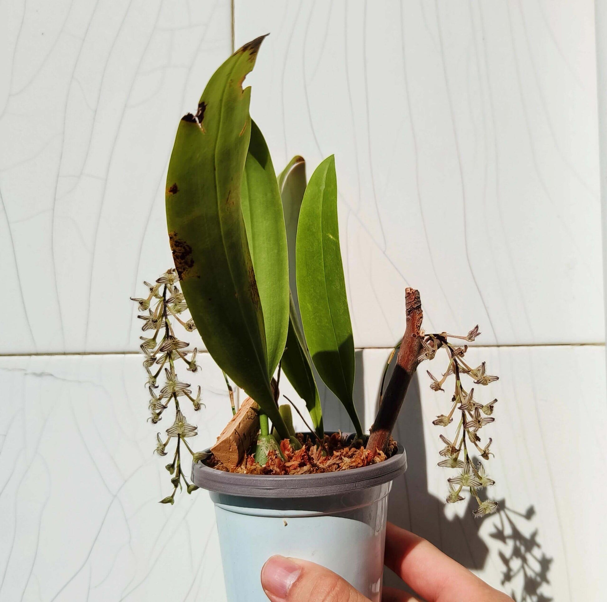 Bulbophyllum lindleyanum is a small, epiphytic orchid species native to Myanmar, Thailand, and India. This species is admired for its delicate, clustered flowers and is well-suited for cultivation in controlled environments such as greenhouses or terrariums.