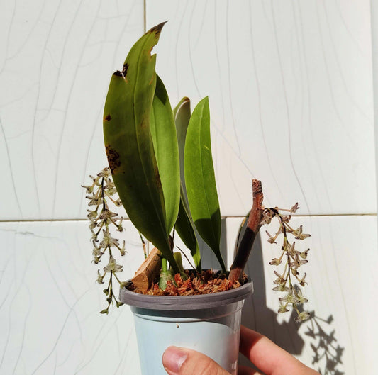 Bulbophyllum lindleyanum is a small, epiphytic orchid species native to Myanmar, Thailand, and India. This species is admired for its delicate, clustered flowers and is well-suited for cultivation in controlled environments such as greenhouses or terrariums.
