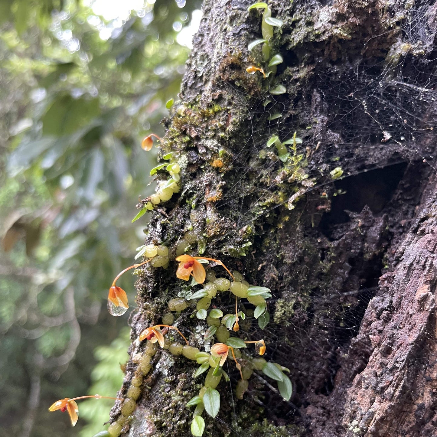 Bulbophyllum lingii is a miniature orchid species native to the montane rainforests of Hainan Province, China. It was first formally described in 2020 and belongs to the Bulbophyllum genus within the Malaxideae subtribe of the Epidendroideae subfamily. This orchid is very small, making it perfect for terrariums where space and humidity can be carefully controlled.