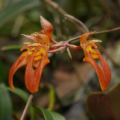 Bulbophyllum longibrachiatum is a species of orchid in the genus Bulbophyllum, belonging to the section Cirrhopetalum. It is native to southeastern China and Vietnam, growing at elevations of 540–1,600 meters above sea level.