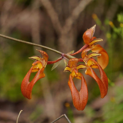 Bulbophyllum longibrachiatum is a species of orchid in the genus Bulbophyllum, belonging to the section Cirrhopetalum. It is native to southeastern China and Vietnam, growing at elevations of 540–1,600 meters above sea level.